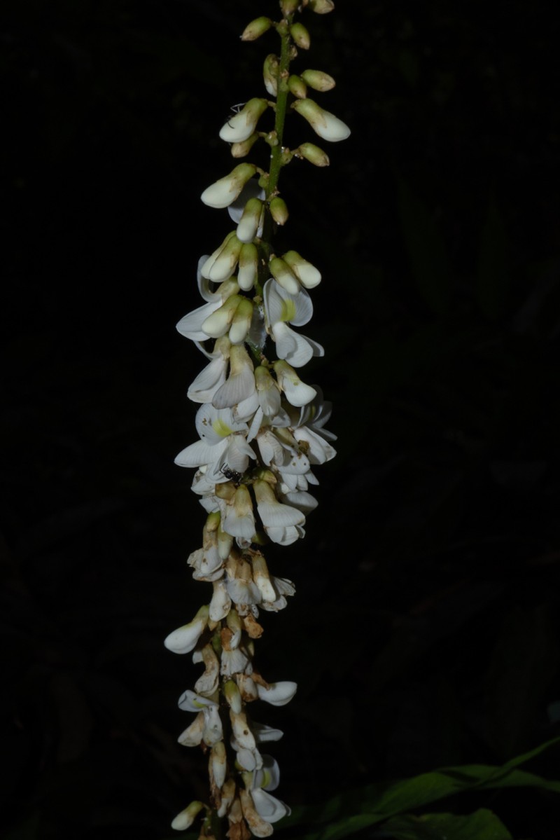 Imbralyx leptobotrys photo 6