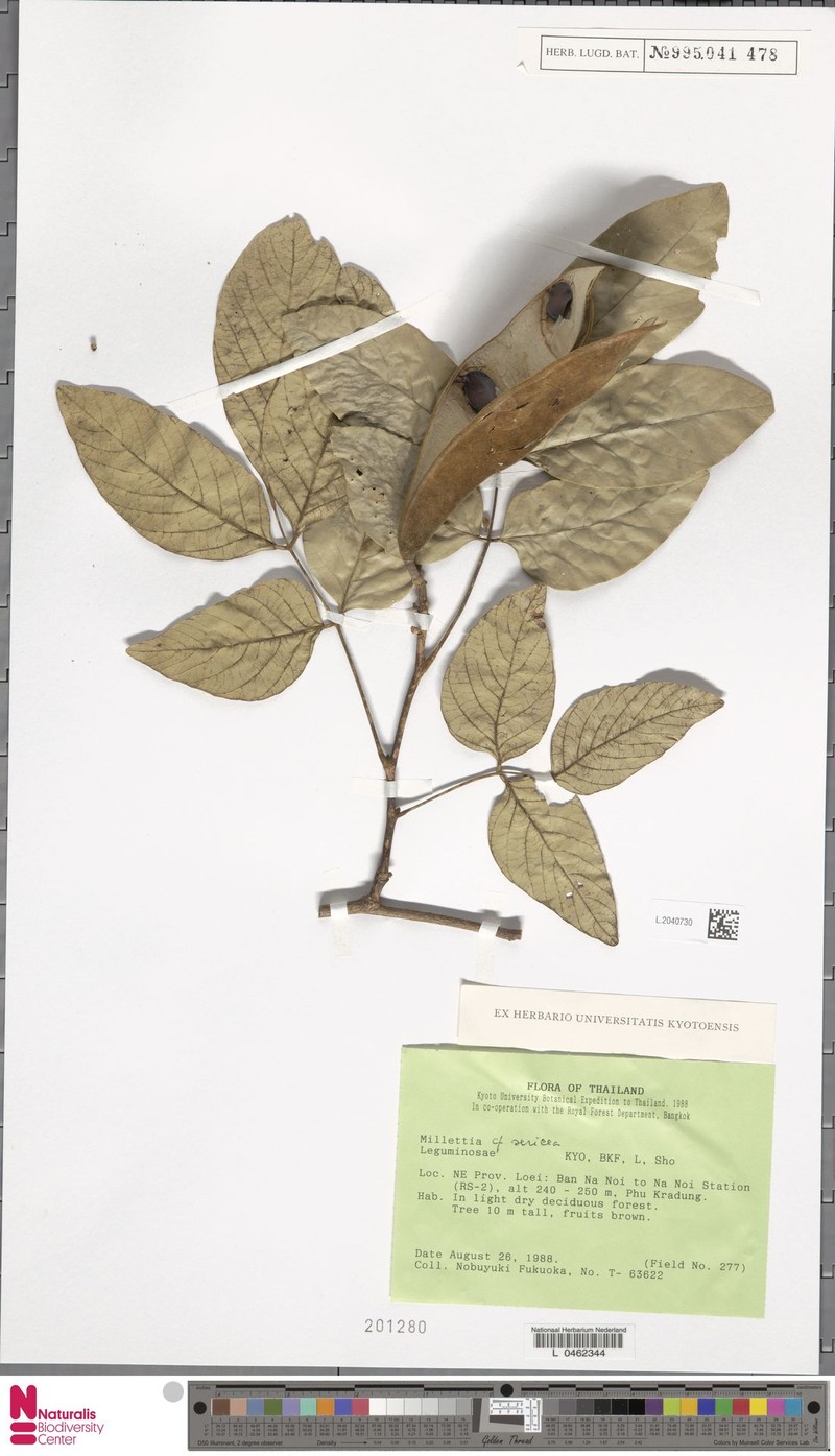 Imbralyx leucanthus var. buteoides
