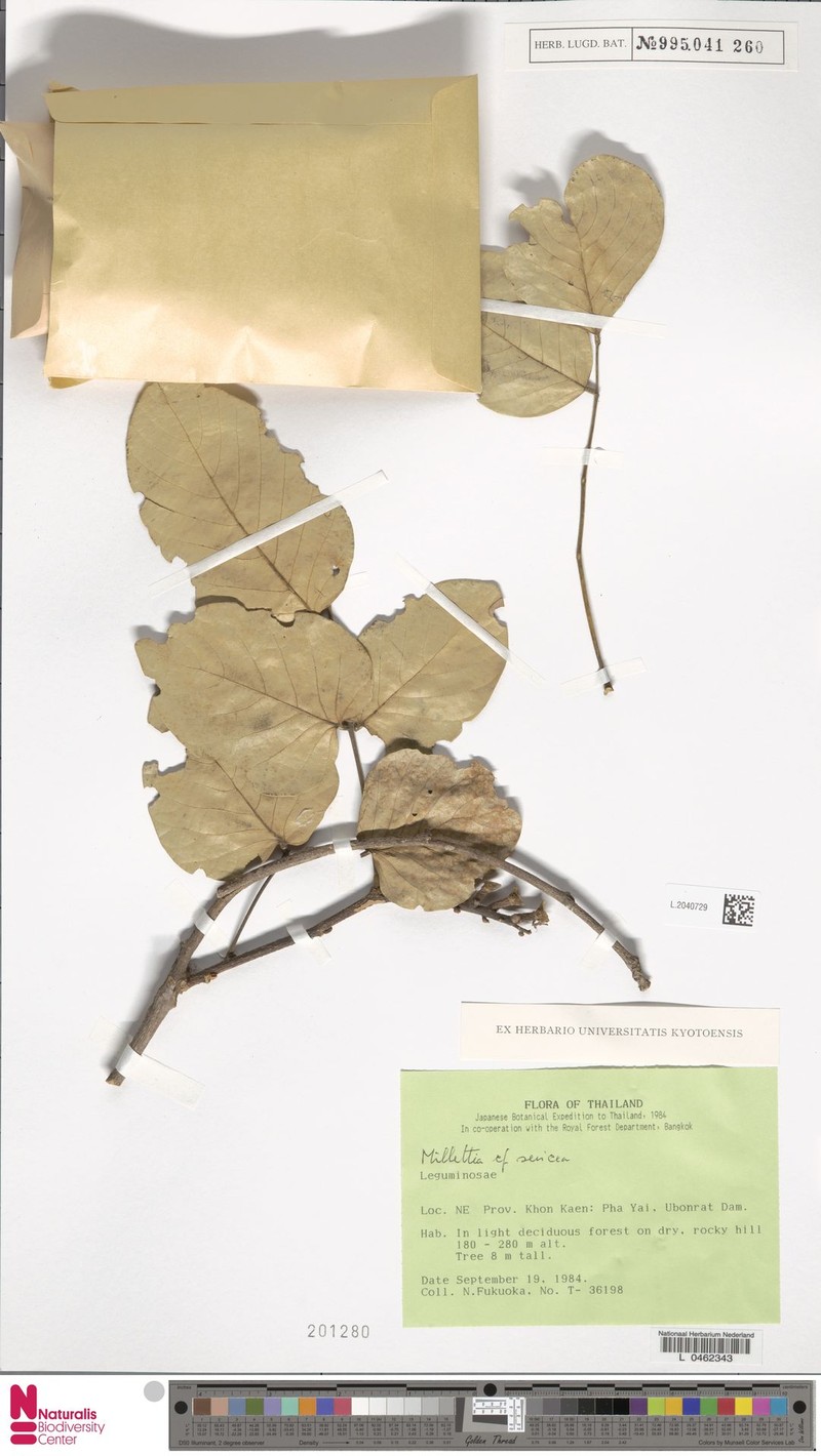 Imbralyx leucanthus var. buteoides photo 2