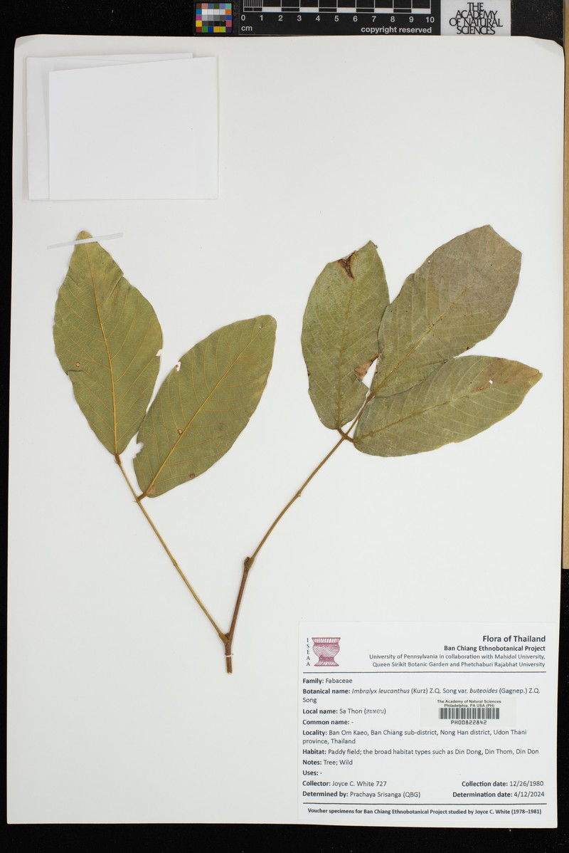 Imbralyx leucanthus var. buteoides photo 3