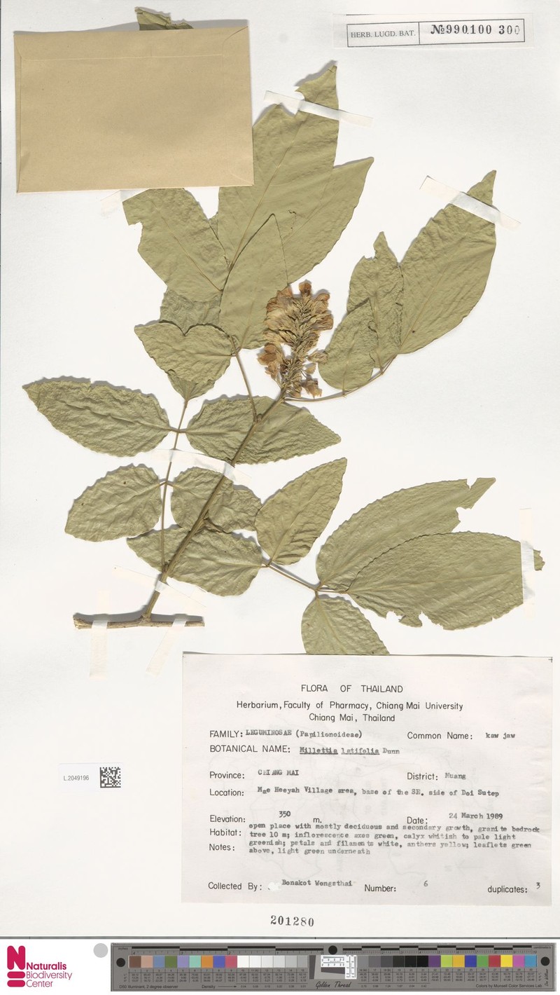 Imbralyx leucanthus var. leucanthus photo 4