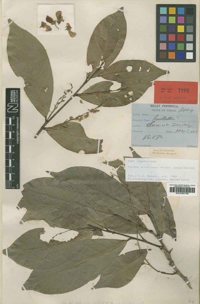 Imbralyx unifoliatus
