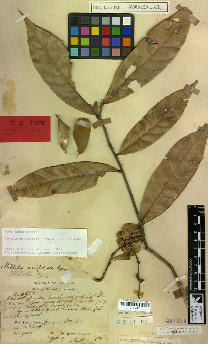 Imbralyx unifoliatus photo 2