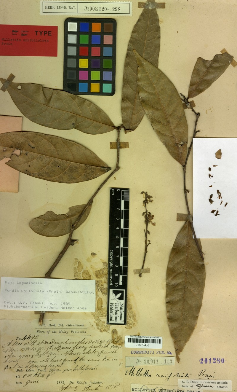 Imbralyx unifoliatus photo 3