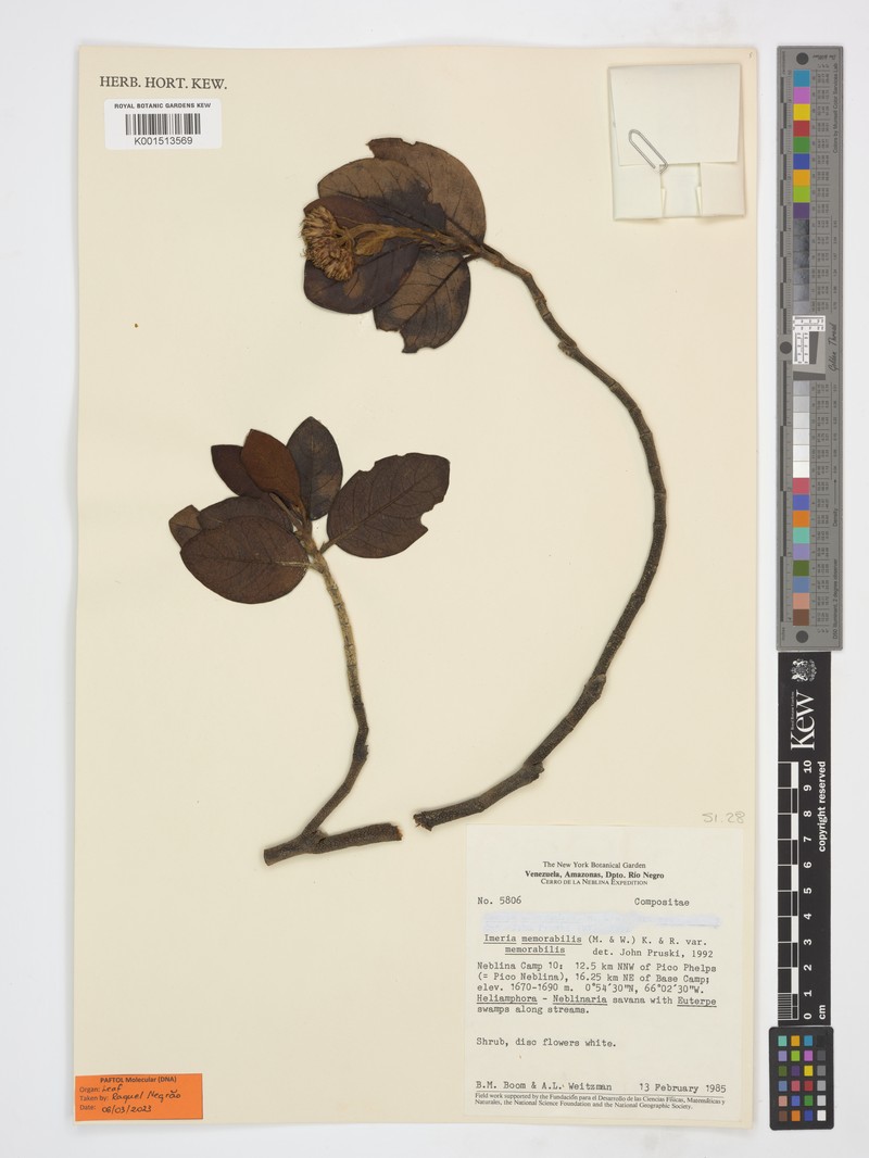 Imeria memorabilis photo 2