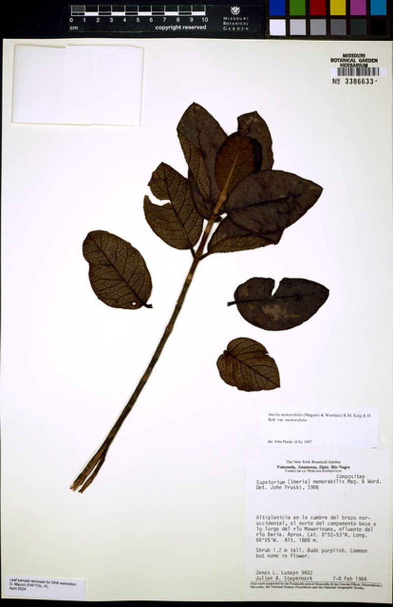 Imeria memorabilis photo 3