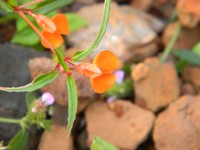 Impatiens aadishankarii
