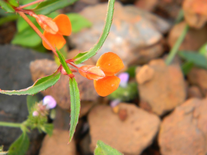 Impatiens aadishankarii photo 2