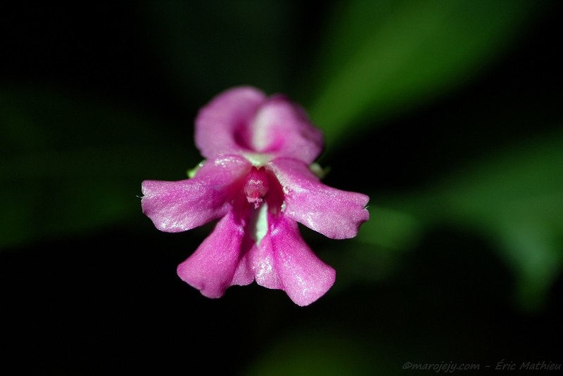 Impatiens academiae-moguntiae