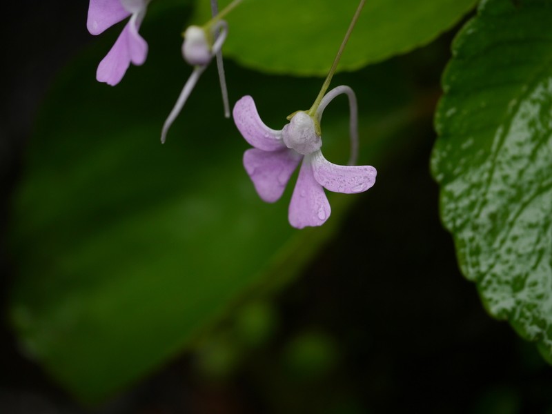 Impatiens acaulis photo 2