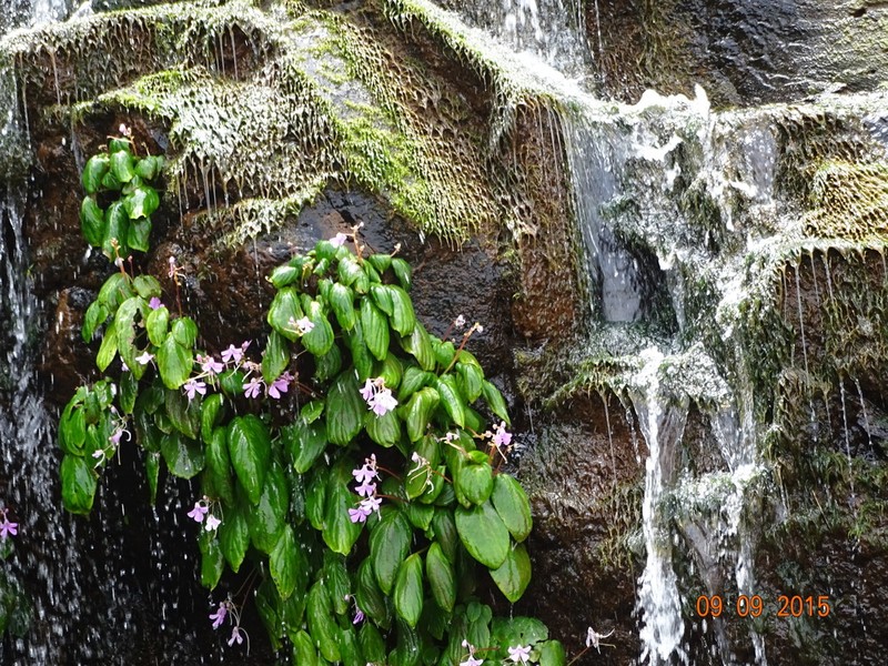 Impatiens acaulis photo 3