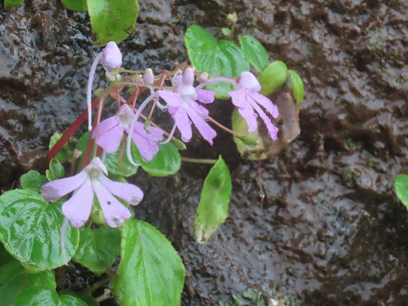 Impatiens acaulis photo 4