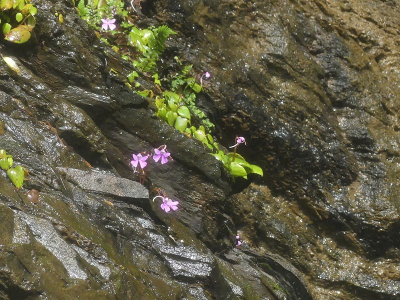 Impatiens acaulis photo 5