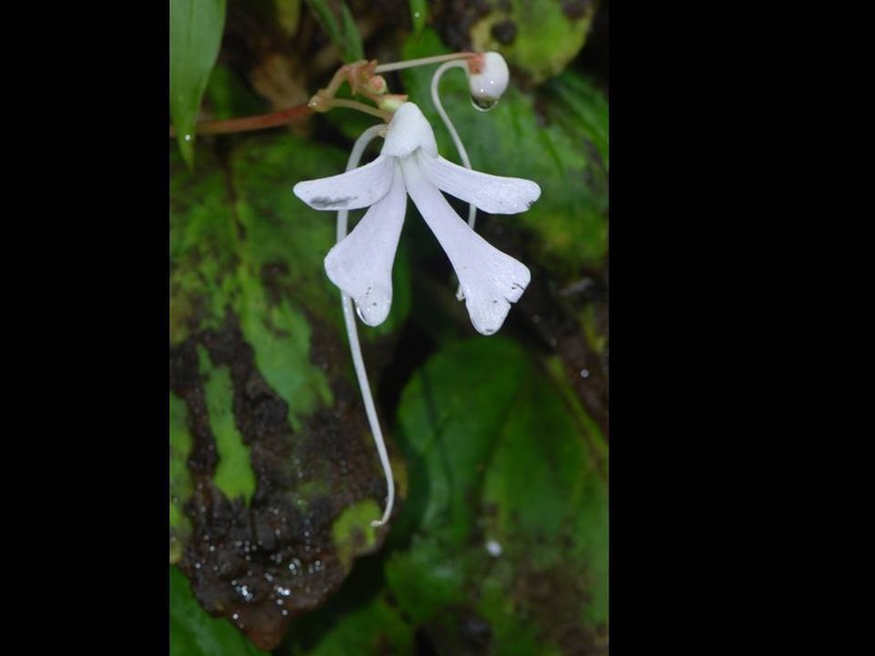 Impatiens acaulis photo 6