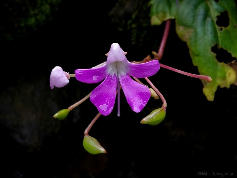 Impatiens acaulis photo 7