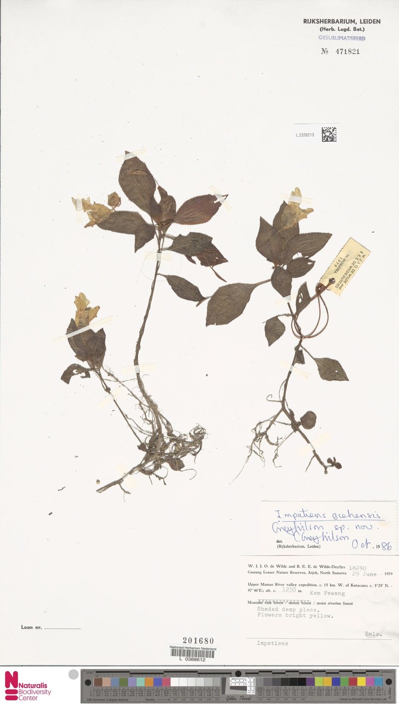 Impatiens acehensis photo 2