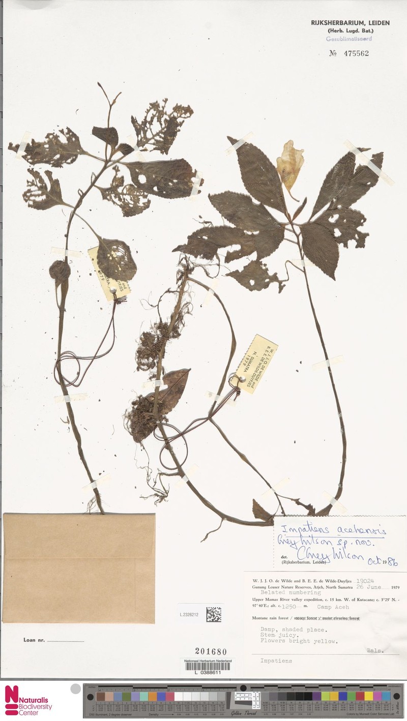 Impatiens acehensis photo 3