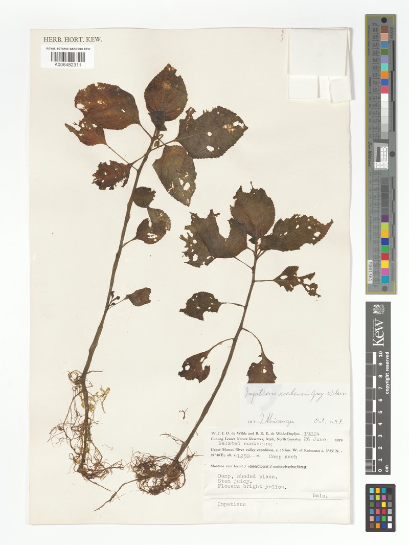 Impatiens acehensis photo 4