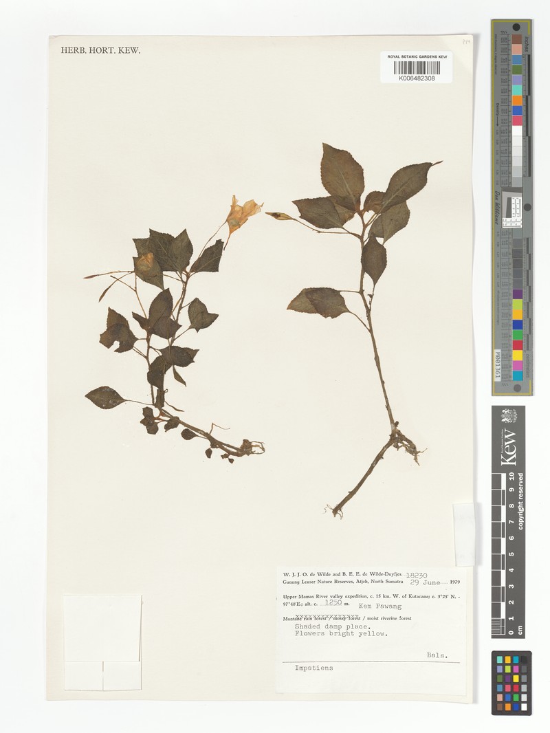 Impatiens acehensis photo 5