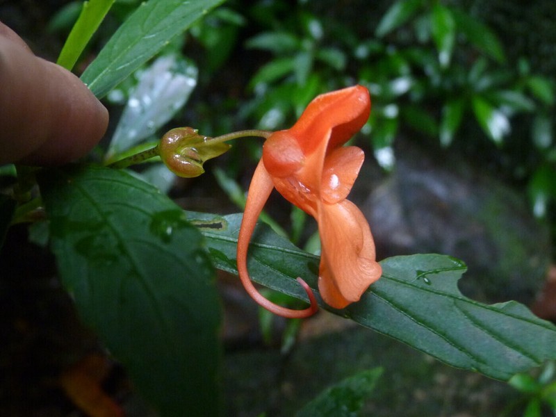 Impatiens acuminata