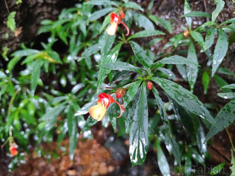 Impatiens acuminata photo 2