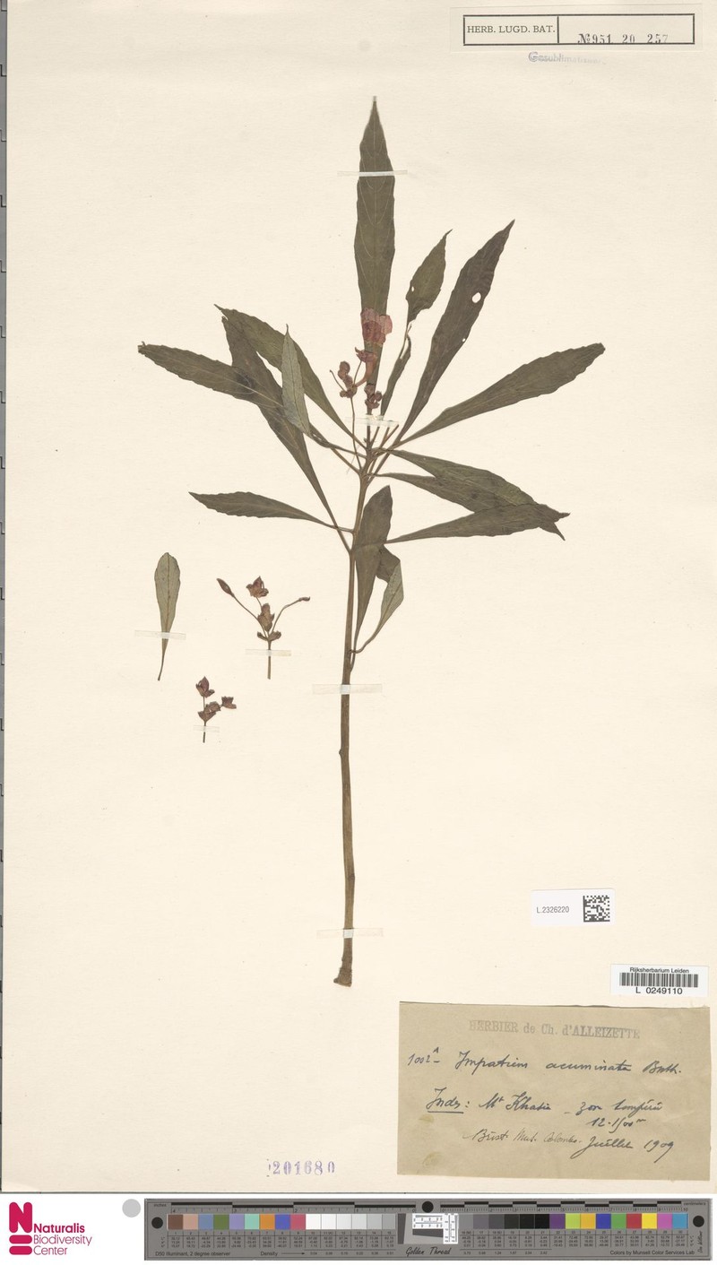 Impatiens acuminata photo 4