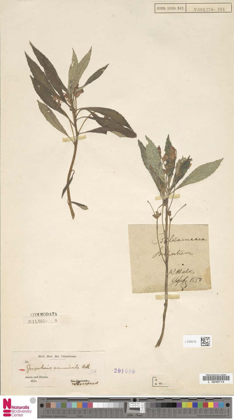 Impatiens acuminata photo 5