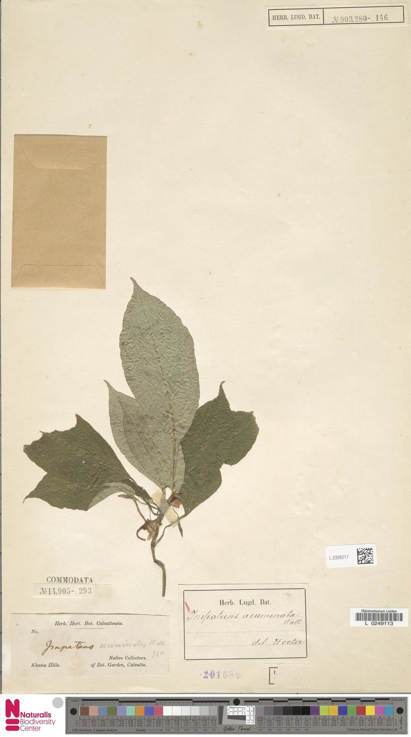 Impatiens acuminata photo 6