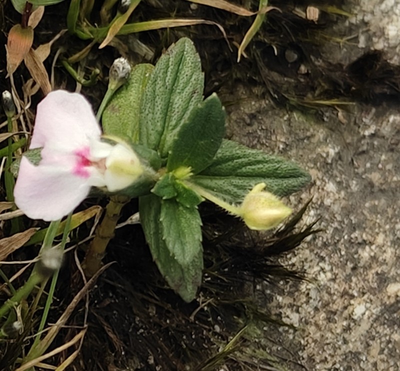 Impatiens agastyamalayensis