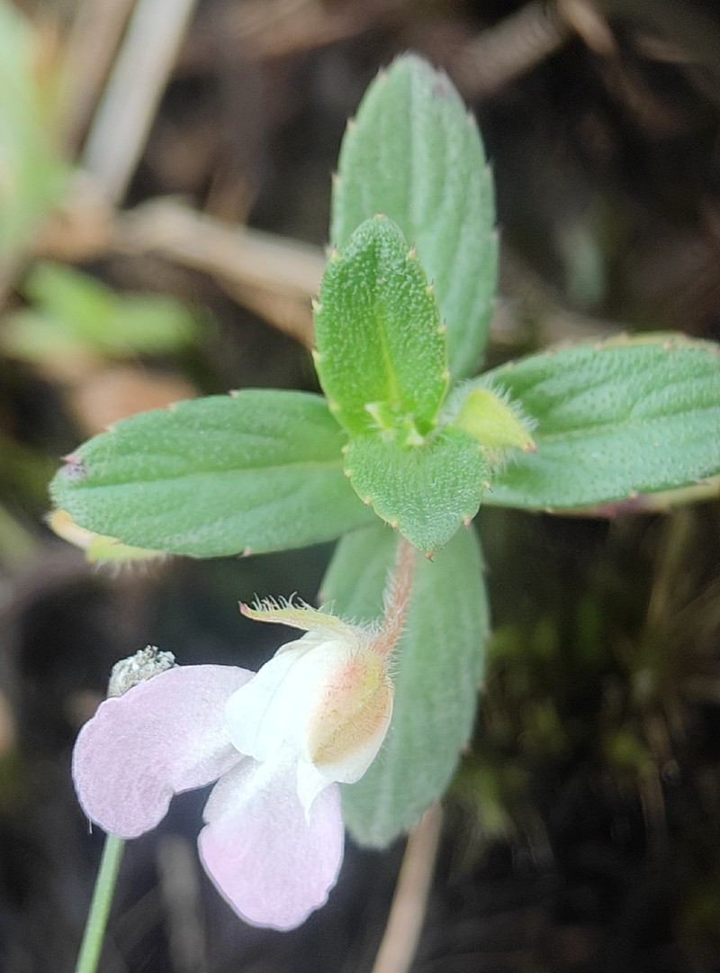 Impatiens agastyamalayensis photo 3