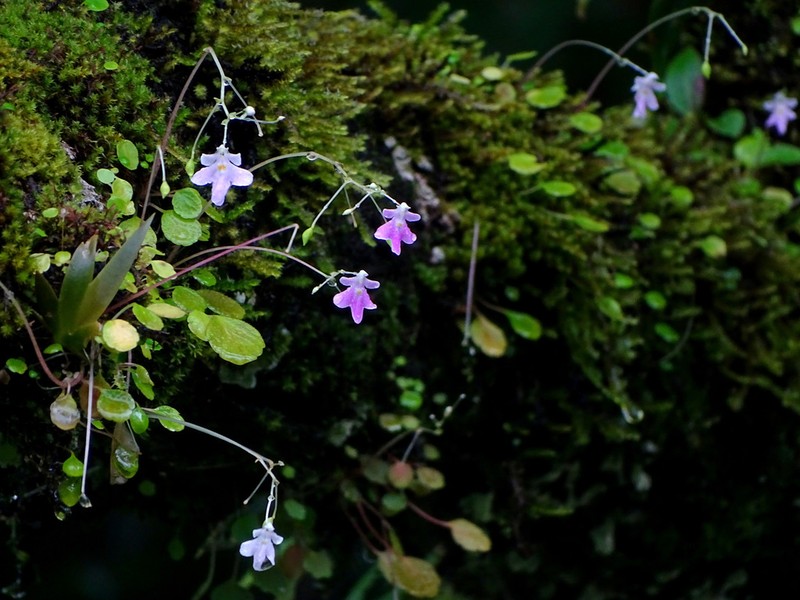 Impatiens agumbeana photo 2