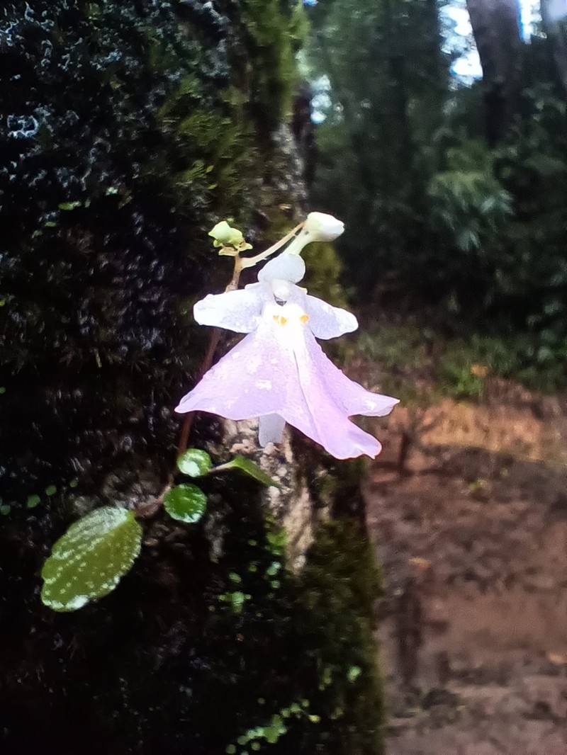 Impatiens agumbeana photo 3