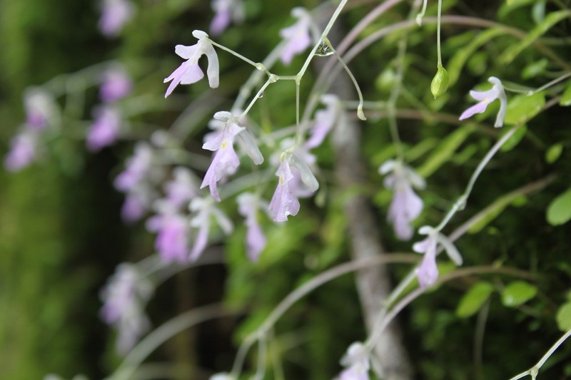 Impatiens agumbeana photo 4