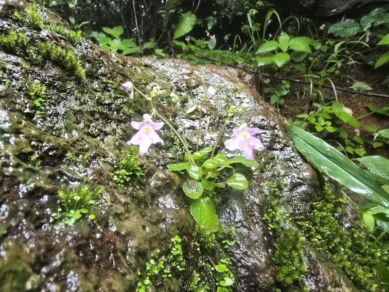 Impatiens agumbeana photo 5