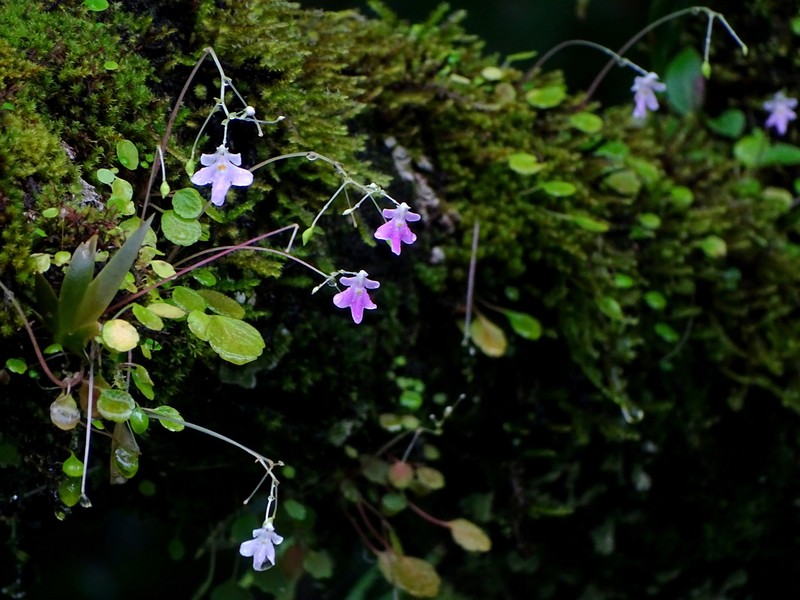 Impatiens agumbeana photo 7