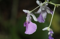 Impatiens agumbeana