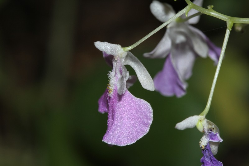 Impatiens agumbeana