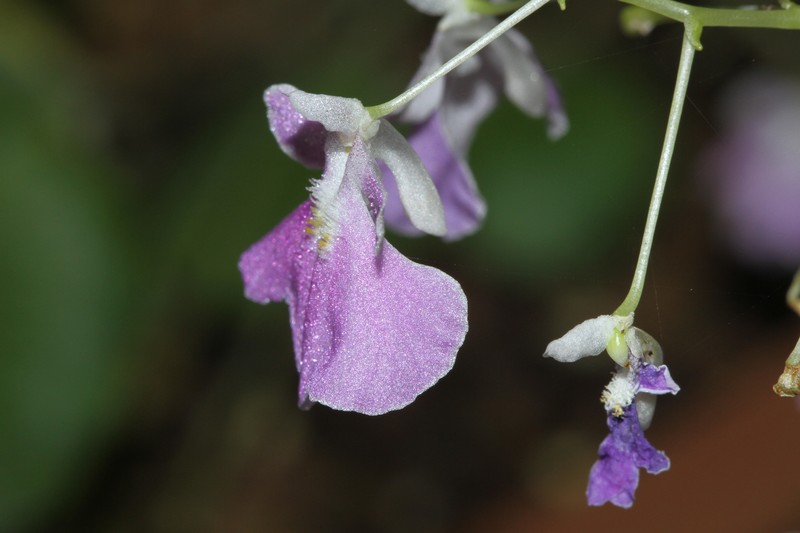 Impatiens agumbeana photo 8