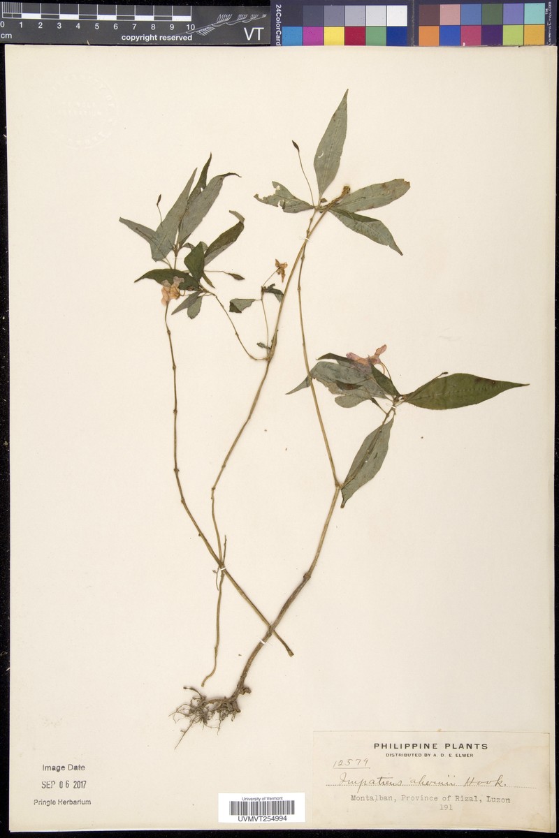 Impatiens ahernii
