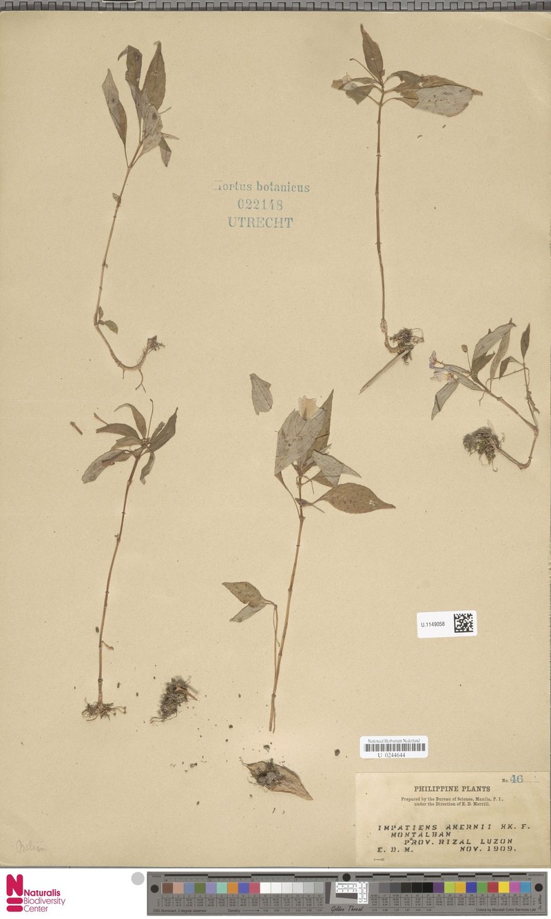 Impatiens ahernii photo 2