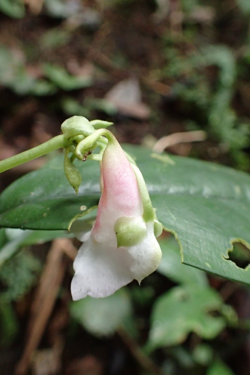 Impatiens akomensis