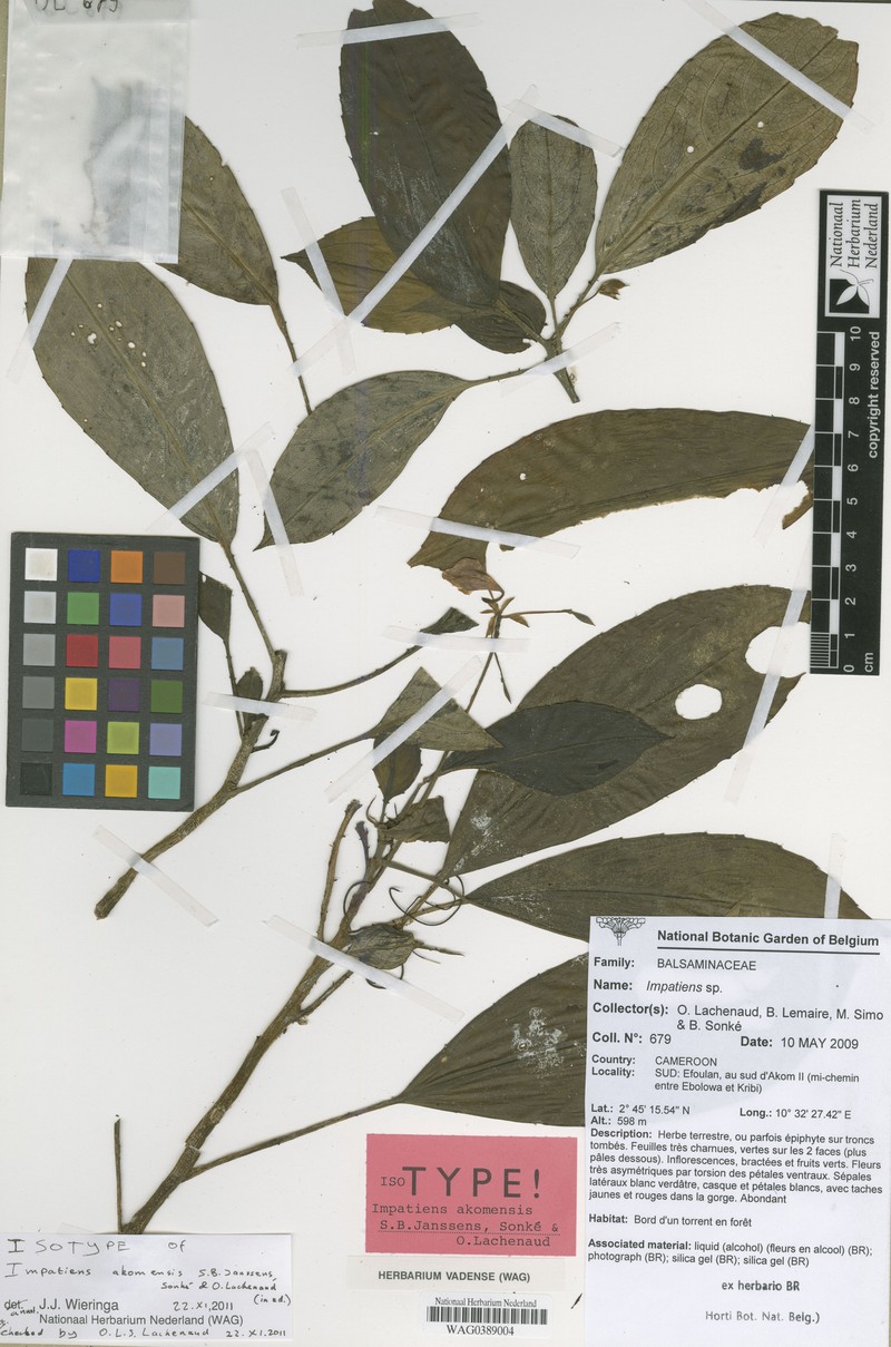 Impatiens akomensis photo 2