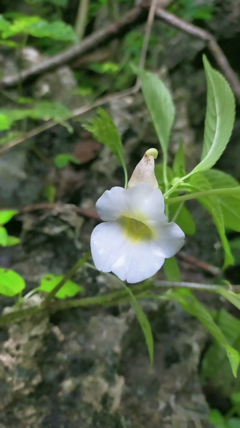 Impatiens albocolumba