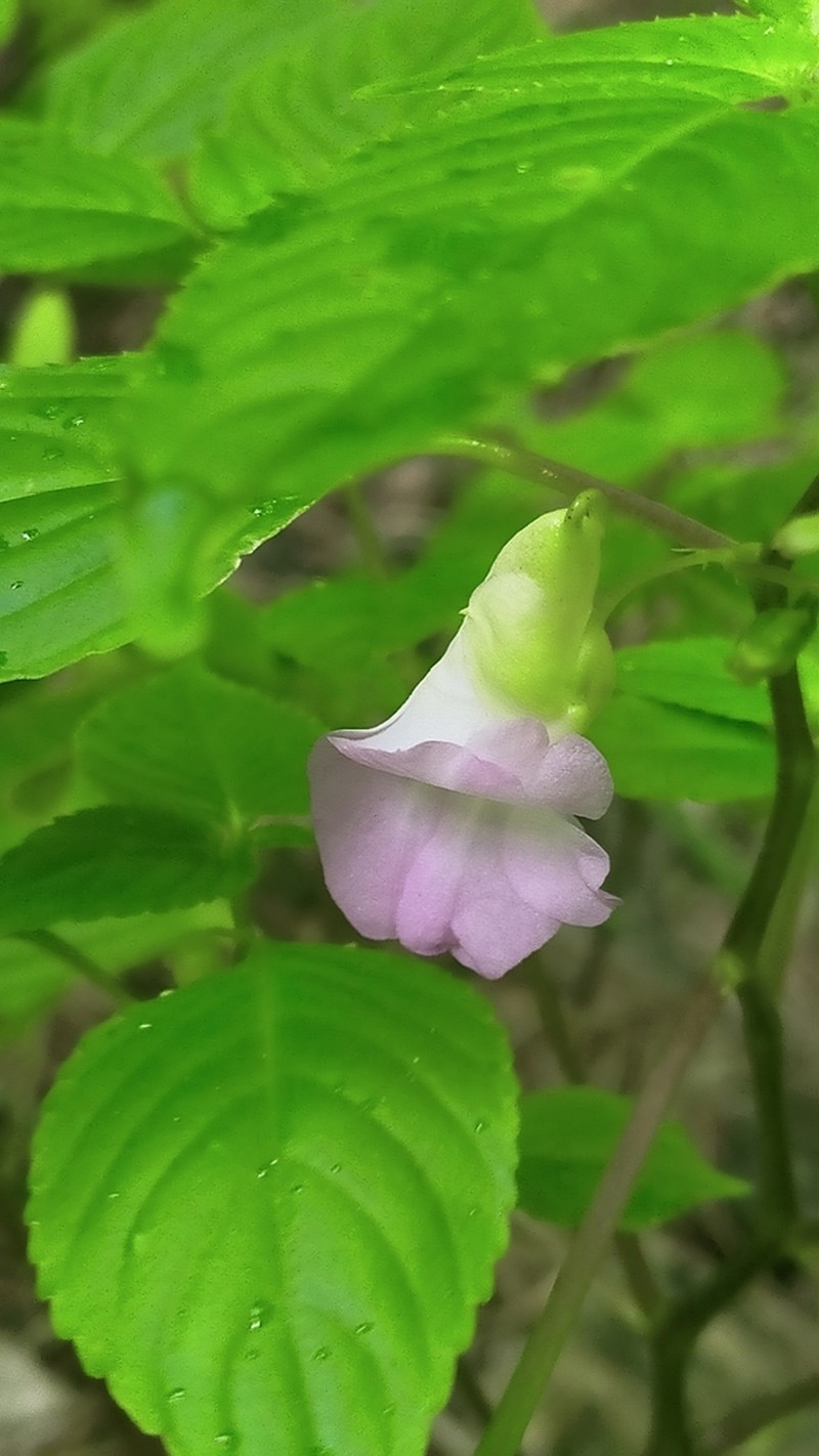 Impatiens albocolumba photo 2