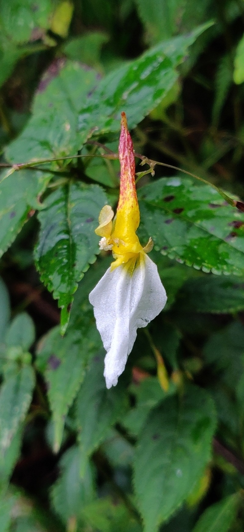 Impatiens albopetala