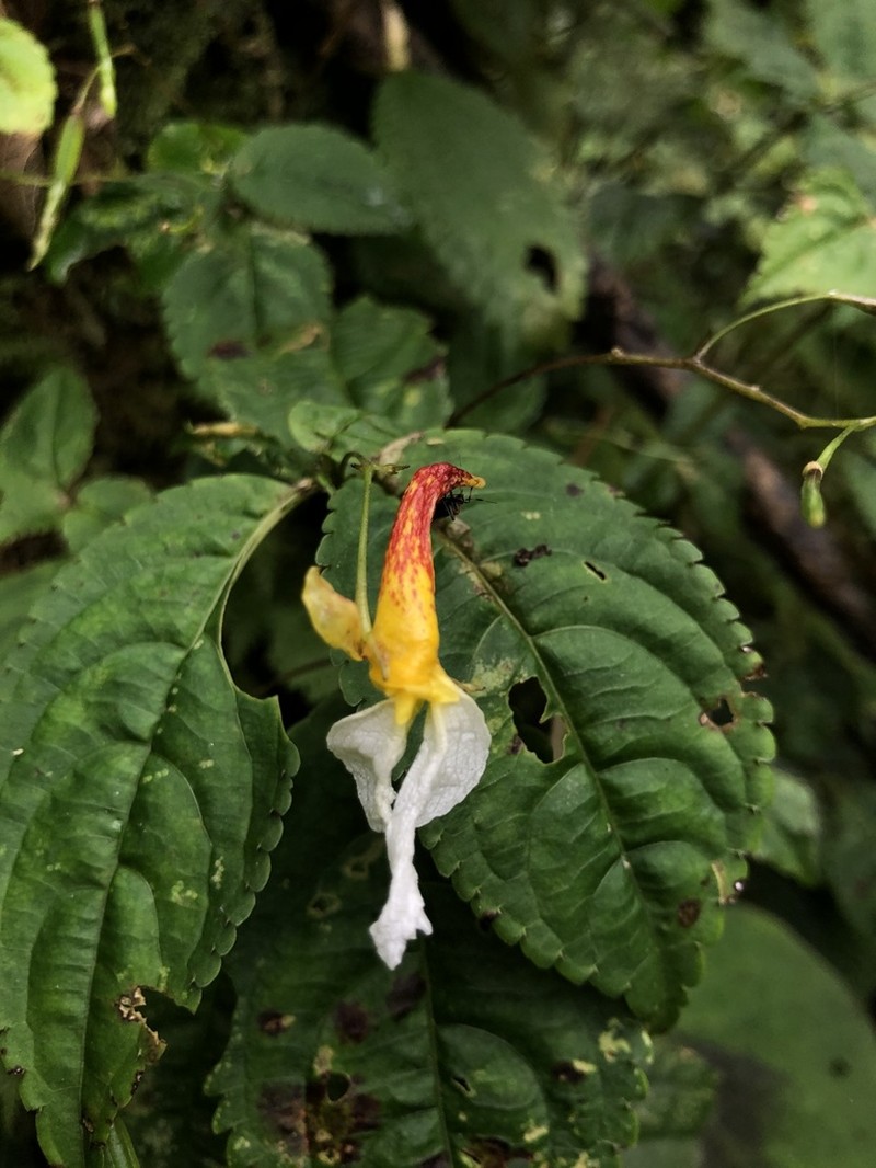 Impatiens albopetala photo 2