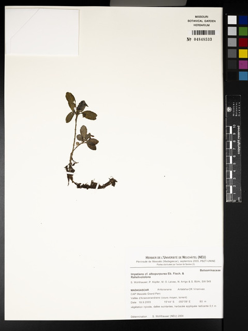 Impatiens albopurpurea