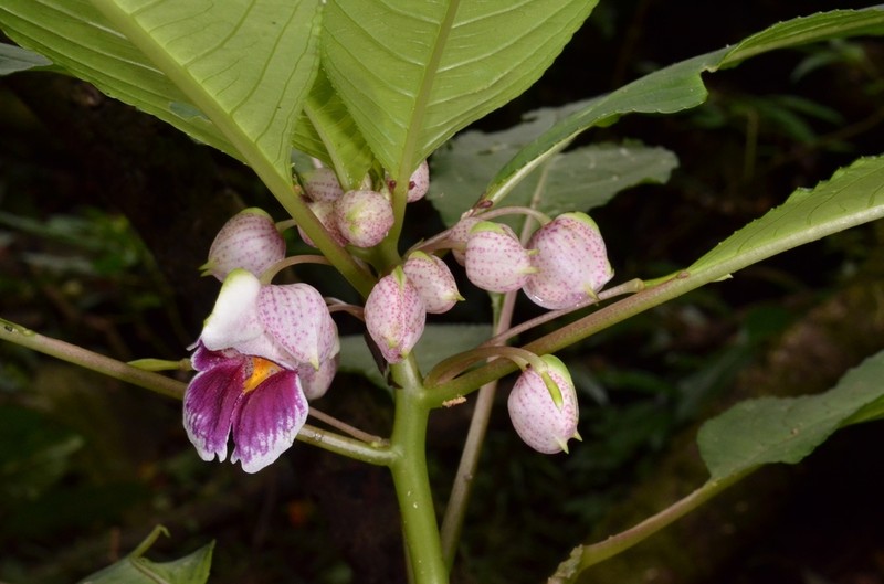 Impatiens alborosea