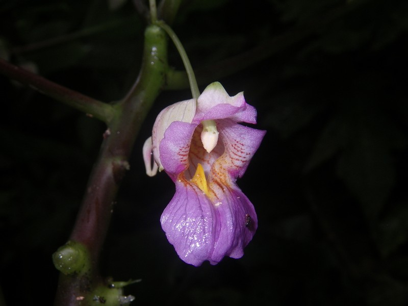 Impatiens alborosea photo 2