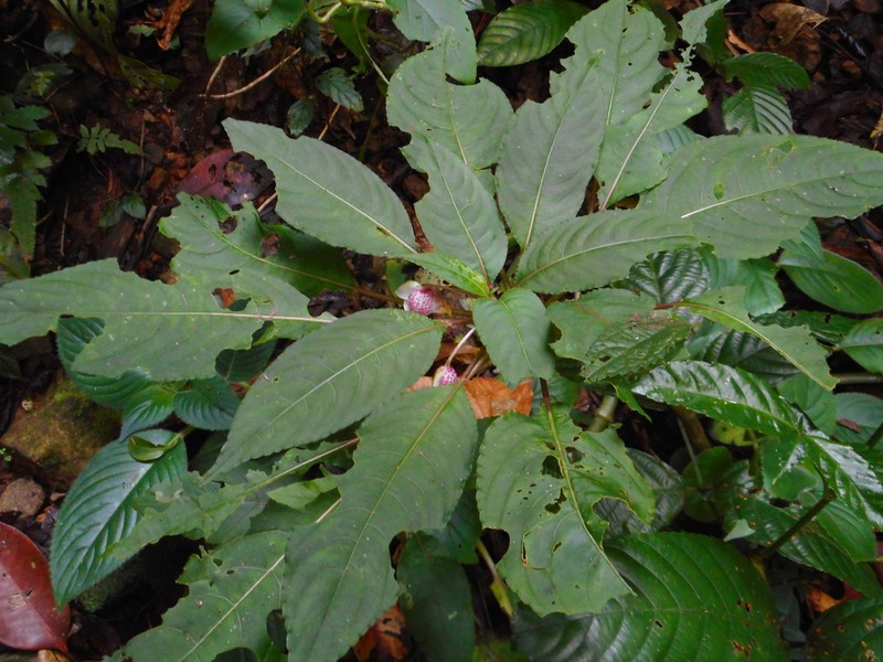 Impatiens alborosea photo 3